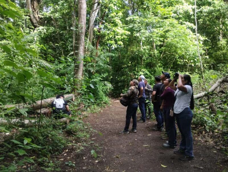 Walking tour in the archaeological site and jungle of Palenque - An In-Depth Look at the Palenque Walking Tour