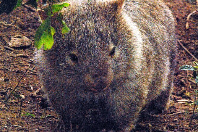 Walking with Wild Wombats Private Day Trip from Sydney - Key Points