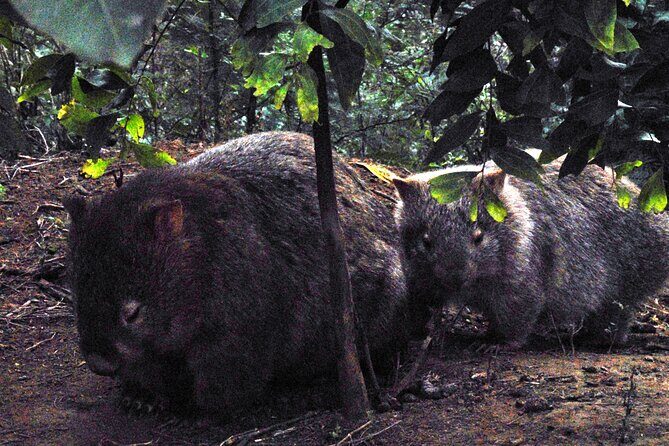 Walking with Wild Wombats Private Day Trip from Sydney - What Makes This Tour Stand Out