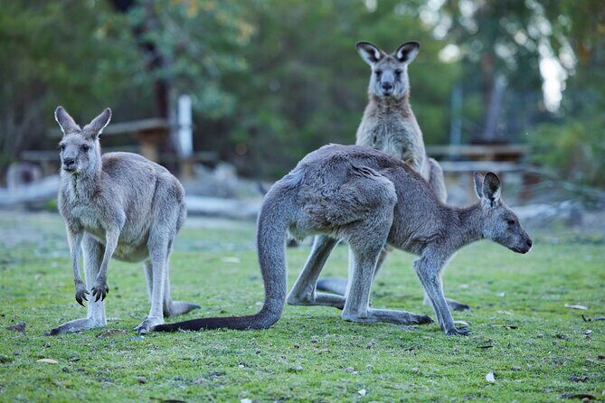 Wallabies & Wine - Hunter Valley Adventure - Key Points
