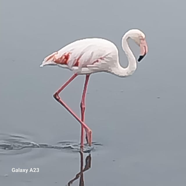Walvis Bay: Kayaking and Sandwich Harbour Full-Day Tour - Practical Details and What to Expect