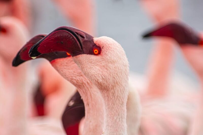 Walvis Bay : Pelican Point Birding and Cape Fur seal tour - Who Will Love This Tour?