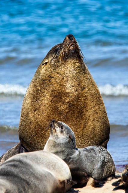 Walvis Bay : Pelican Point Birding and Cape Fur seal tour - The Sum Up
