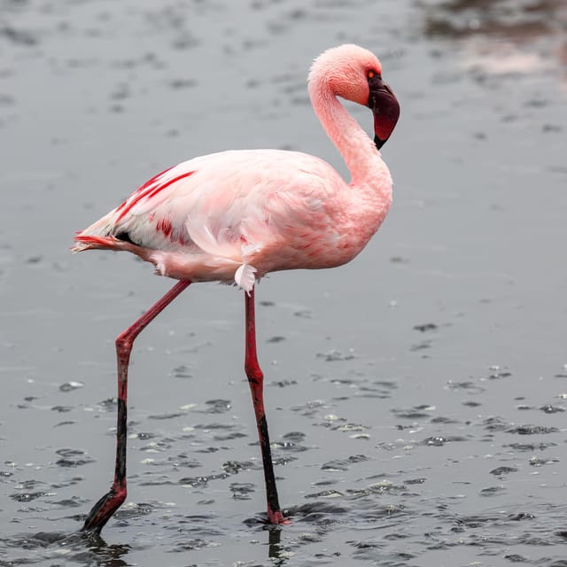 Walvis Bay: Sandwich Harbour Half-Day 4x4 Scenic Excursion - Key Points