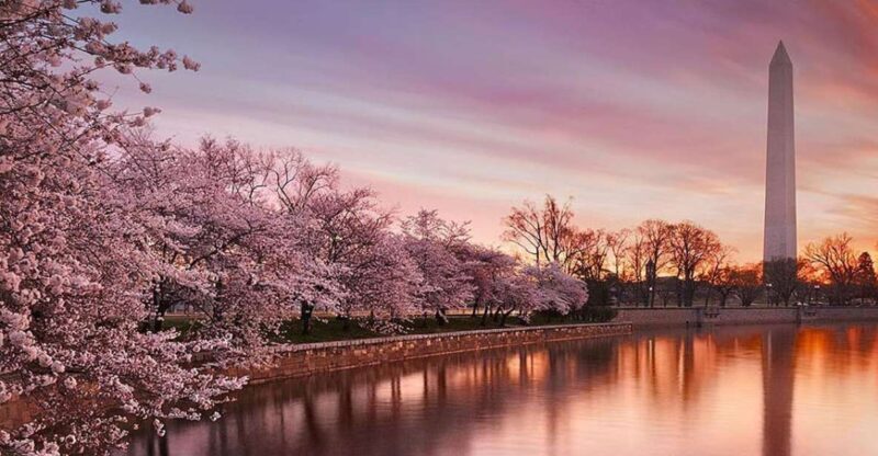 Washington: Cherry Blossom Tour - Who Will Enjoy This Tour?