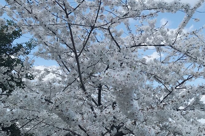 Washington D.C. Cherry Blossom 1-Day Tour From New York - Important Policies and Guidelines