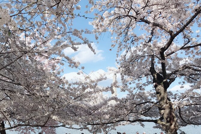 Washington D.C. Cherry Blossom 1-Day Tour From New York - Customer Reviews and Feedback