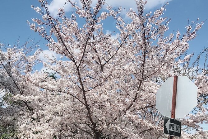 Washington D.C. Cherry Blossom 1-Day Tour From New York - Pricing and Booking Information