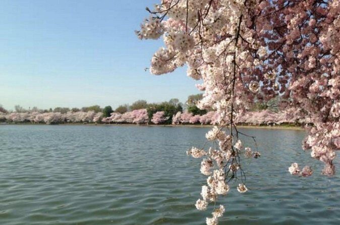 Washington D.C. Cherry Blossom,Baltimore 3-Day Tour from Boston - FAQ