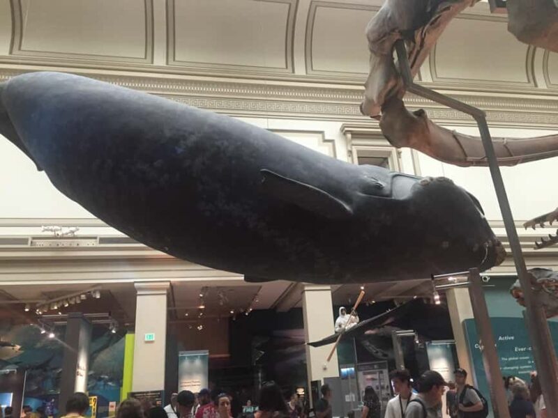 Washington D.C. Natural History Museum Family Scavenger Hunt - The Hall of Gems and Minerals