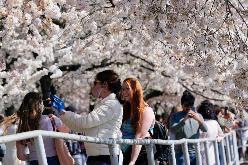 Washington DC : Cherry Blossom Walking Tour - Key Points