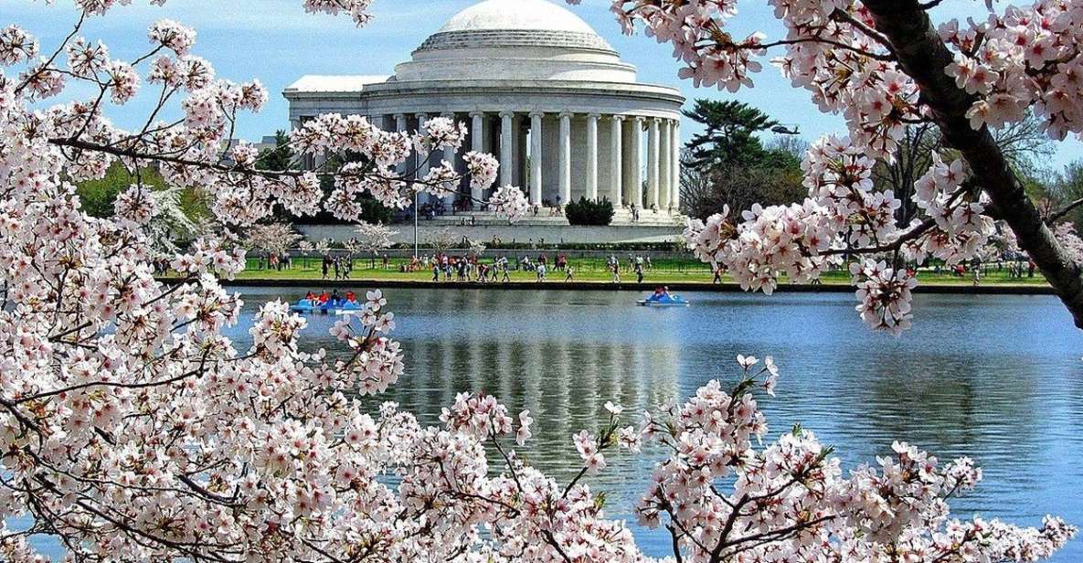 Washington DC : Cherry Blossom Walking Tour - The Lincoln Memorial