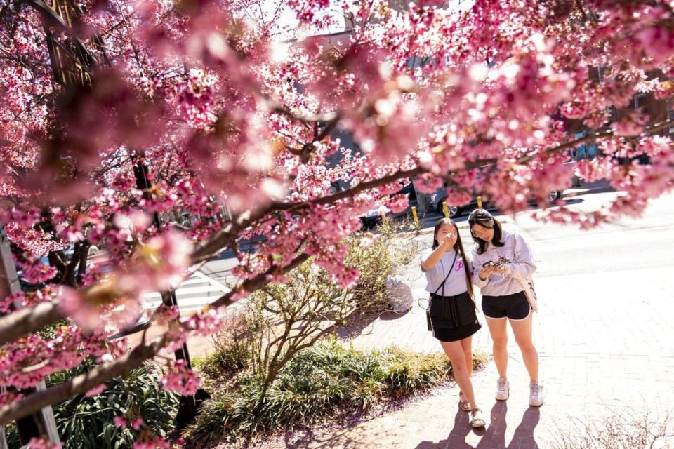Washington DC : Cherry Blossom Walking Tour - The Martin Luther King Jr. Memorial