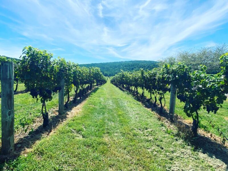 Washington, DC: Virginia Wine Region Experience Tour - Why Consider This Tour?