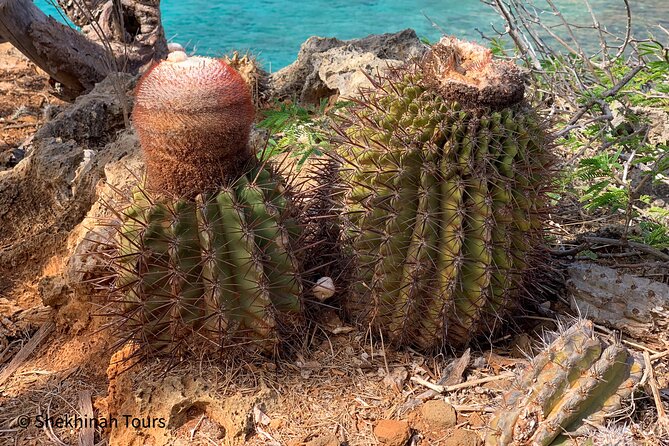 Washington Park Tour With Local Guide on Bonaire - Recommendations for an Enjoyable Tour