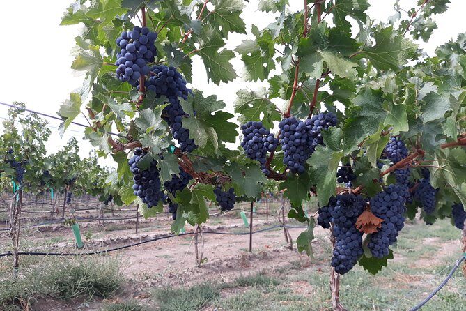 WASHINGTON ST AGRICULTURE, Apples & Irrigation - Final Thoughts