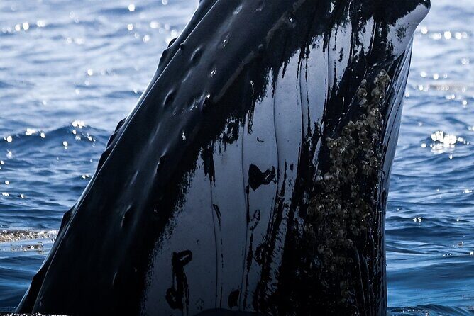 Watch and Swim with Humpback Whales in Moorea - Introduction