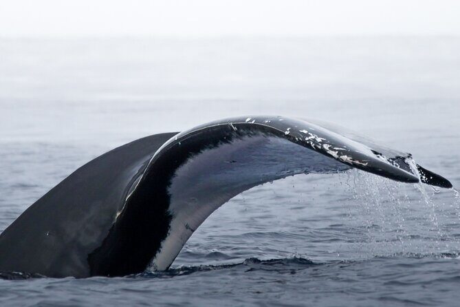 Watch and Swim with Humpback Whales in Moorea - Key Points