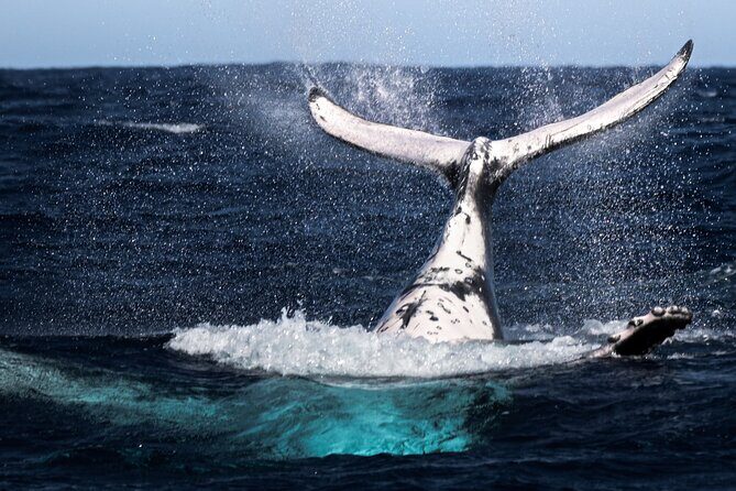 Watch and Swim with Humpback Whales in Moorea - The Itinerary in Detail