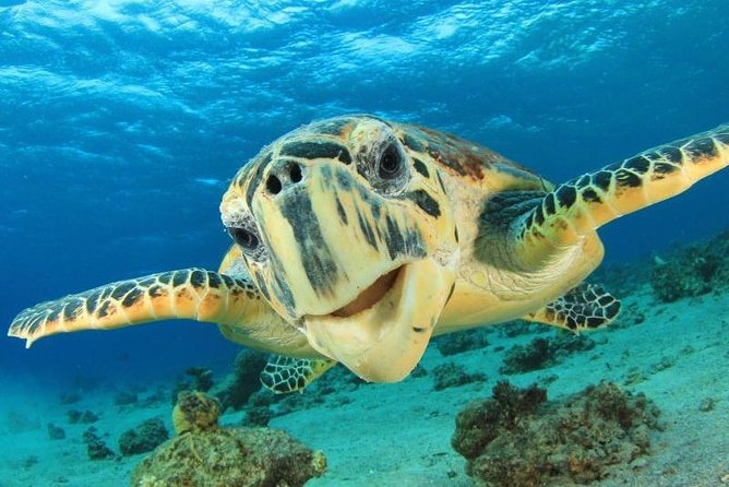 Watch Turtles Lay Their Eggs - Good To Know