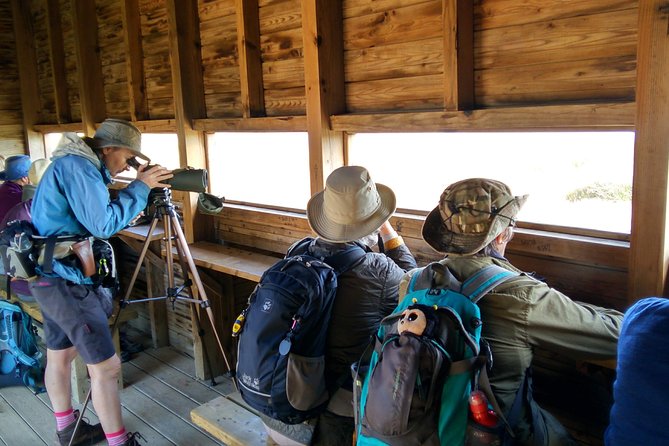 Watching the Blue Skies of Monte Gordo - Self-Guided Birding W/ Car - Exploring Monte Gordo