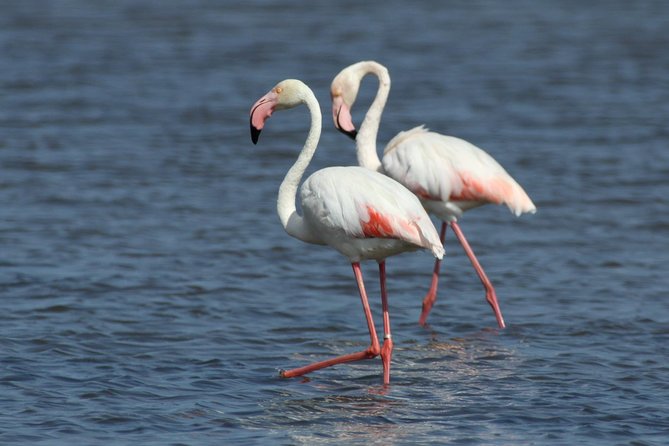 Watching the Blue Skies of Monte Gordo - Self-Guided Birding W/ Car - Booking and Participation Details