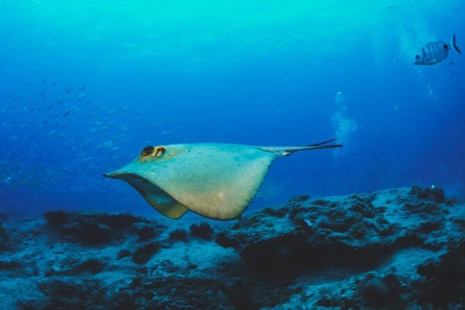 Water Taxi Lobos Island - FAQ