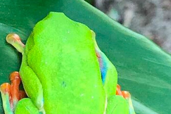 Waterfall & Blue Lagoon: Full-Day Tour in Rio Celeste Costa Rica - What to Bring