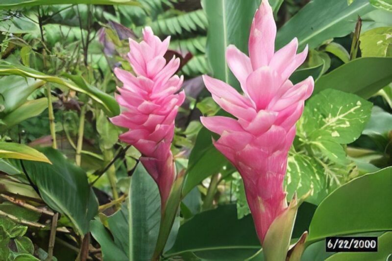 Waterfall, Chocolate Tour, Rainforest, Royal Historical - The Sum Up: Is It Worth It?