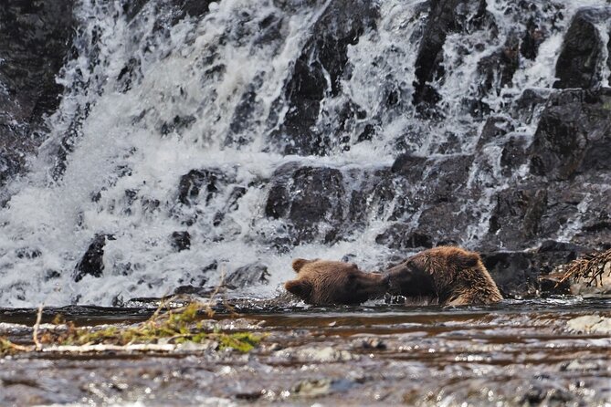 Waterfall Creek Brown Bear Viewing Review - Frequently Asked Questions