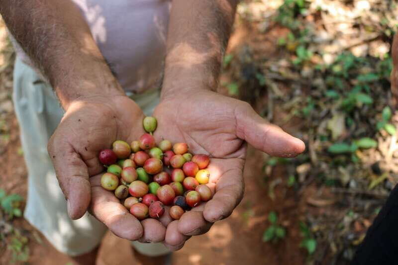 Waterfalls, Coffee and Adventure Tour, Huatulco - The Organic Coffee and Local Flavors
