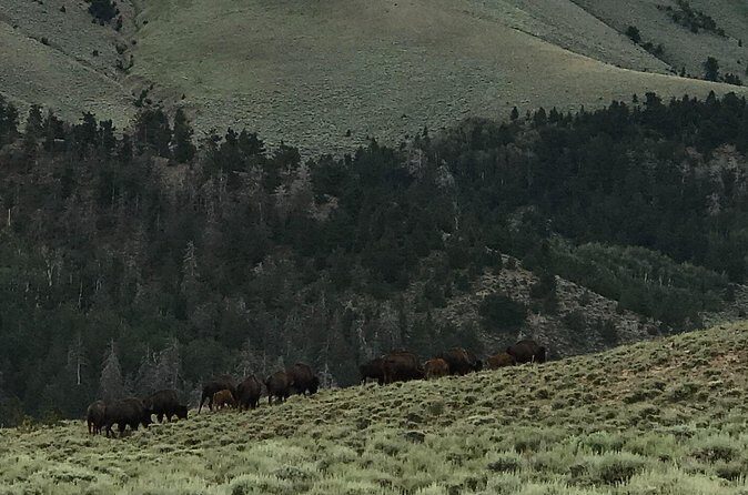 Waterpocket Fold and Henry Mountains Bison Offroad Safari - Frequently Asked Questions