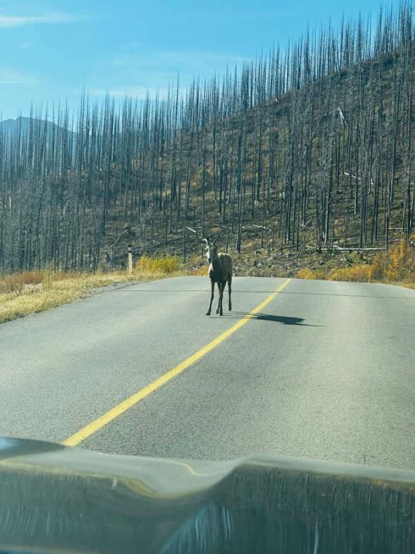 Waterton National Park Adventure Day Tour from Calgary - Overall Value and Experience