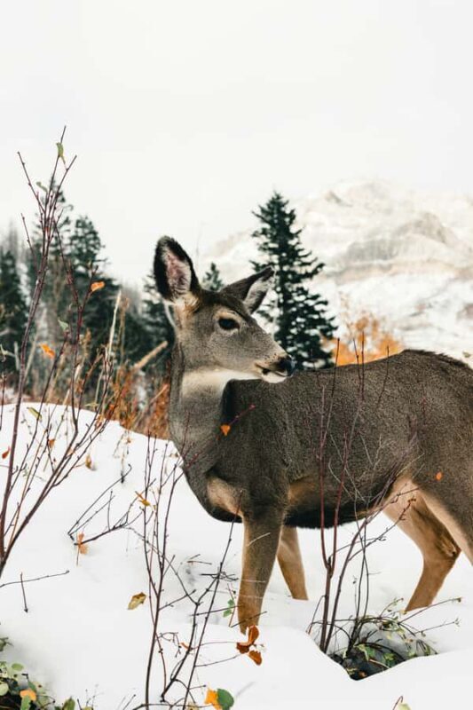 Waterton National Park Adventure Day tour from Calgary - Starting Point and Early Morning Drive