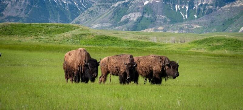Waterton National Park and Bison Safari Tour with Picnic - An In-Depth Look at the Tour Experience