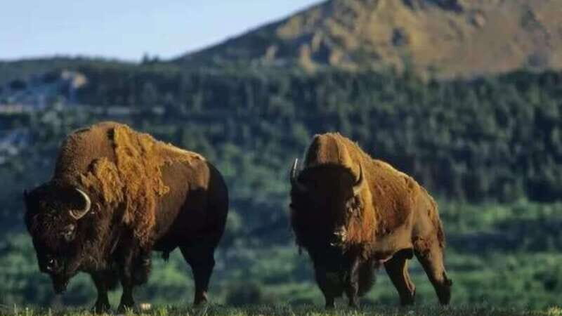 Waterton's Wild Beauty: A Hidden Gem in the Rockies - FAQ