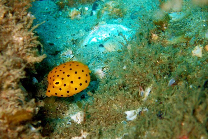 Wave Break Island Scuba Diving on the Gold Coast - Authentic Reviews, Real Insights