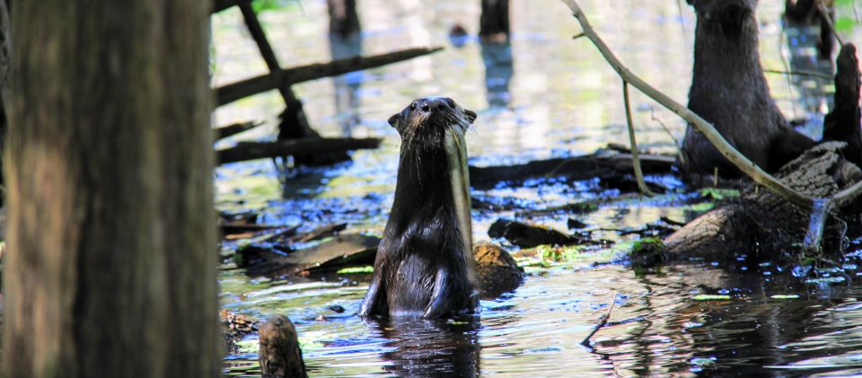 Wekiva Wildlife Kayaking Adventure Tour - Preparation Essentials