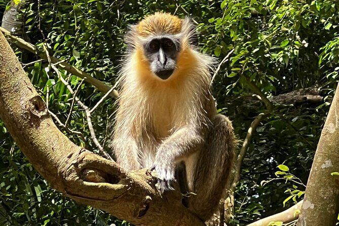 Welchman Hall Gully, Huntes Garden and Peg Farm Family Day - Key Points