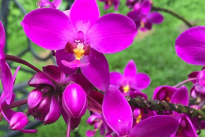 Welchman Hall Gully, Huntes Garden and Peg Farm Family Day - The Itinerary Breakdown