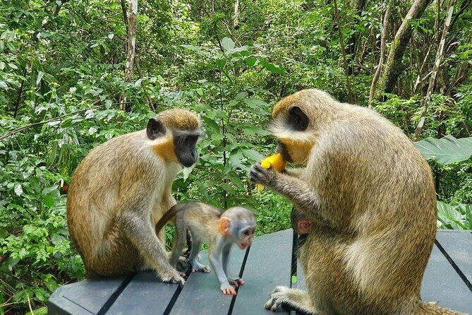 Welchman Hall Gully, Huntes Garden and Peg Farm Family Day - Pacing and Physical Demands