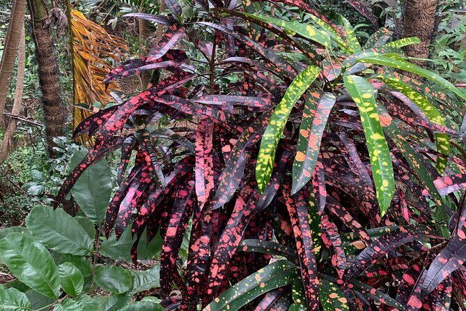 Welchman Hall Gully, Huntes Garden and Peg Farm Family Day - The Experience from Reviews