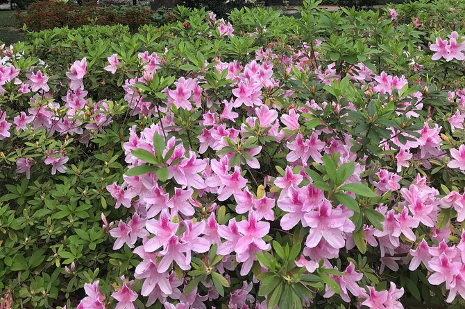 Welcome to Savannah Guided Walking Tour - Tour Experience