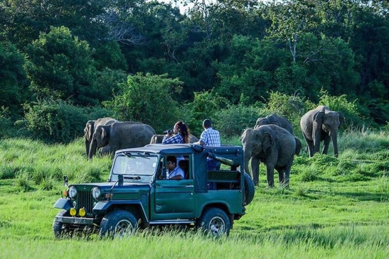 Weligama to Udawalawa National Park Safari - Safari Experience