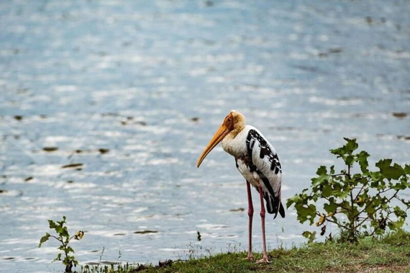 Weligama to Udawalawa National Park Safari - Highlights and Wildlife