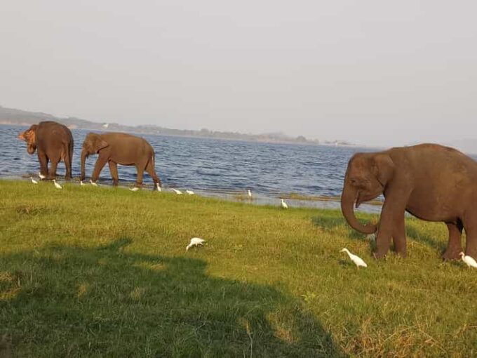 Weligama to Udawalawa National Park Safari - Important Considerations