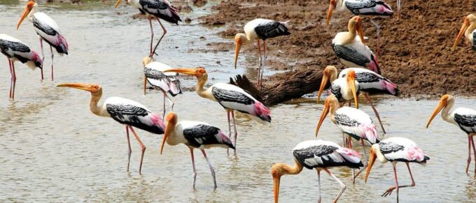 Weligama to Udawalawa National Park Safari - Accessibility and Fitness