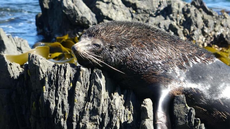 Wellington: Half Day Seal Coast Safari - Exploring Wellington’s Coastal Beauty and Wildlife