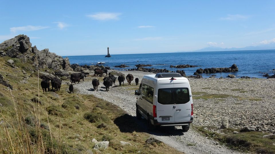 Wellington: Half Day Seal Coast Safari - Customer Reviews