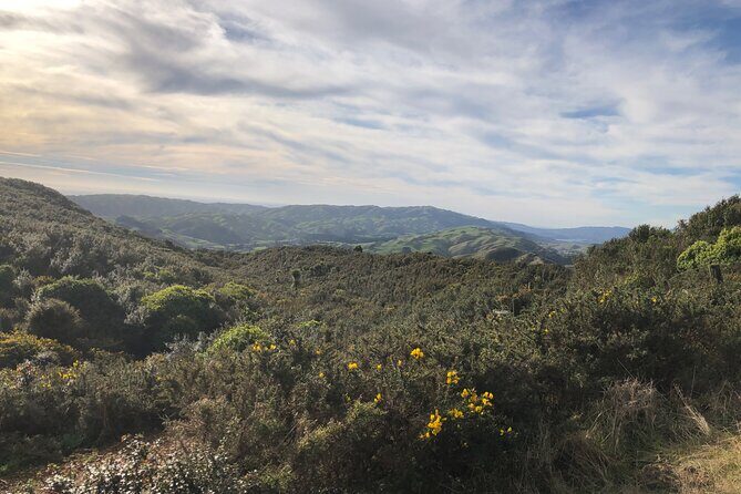Wellington: Wild Skyline Guided Hiking Tour, Transfers + Lunch - Post-Walk Treats: Ice Cream and Relaxation